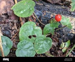 Image result for Geophila repens