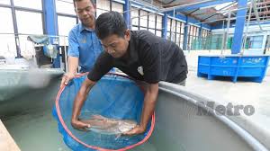 Mereka yang memiliki warna terang seperti oranye, merah, atau biru metalik bisa dijual lebih mahal. 1 97 Juta Benih 12 Spesies Ikan