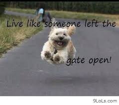 Funny Pictures Funny Kids Funny Animals Funny Moments Daily Quotes Favim Com 685326 Jpg 403 357 Funny Animals Inspiring Quotes About Life Dog Quotes