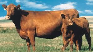 Obtenha um segundo vídeo stock com 12.880 segundos de beef cattle cows, aberdeen angus a 25fps. Red Angus Beef2live Eat Beef Live Better