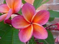 Plumeria Kimo Plumeria Plumeria Flower Tattoos Plumeria Flowers