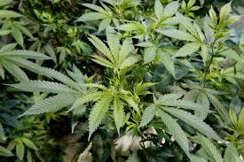 Jun 21, 2021 · the novelization of once upon a time… in hollywood will be published on june 29th via harper perennial (find it here). Growing Cannabis From Clones Greenstate Greenstate