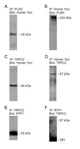 In 2008 it broadcast the 2008 summer olympics in hd on zon's cable and satellite platforms. The Trpc2 Channel Forms Protein Protein Interactions With Homer And Rtp In The Rat Vomeronasal Organ Springerlink