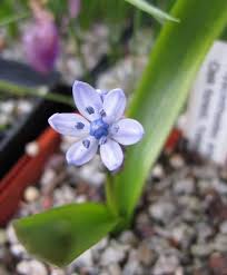 Image result for Blotiella sinuata