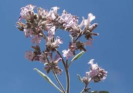 Image result for Triainolepis sancta