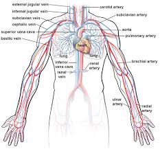 Carry blood away from the heart (always oxygenated apart from the pulmonary artery which goes from the heart to the lungs). Illustrations Of The Blood Vessels