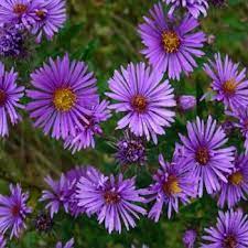 Aster Seeds New England Aster Flower Seed Aster Flower Flower Seeds Edible Wild Plants