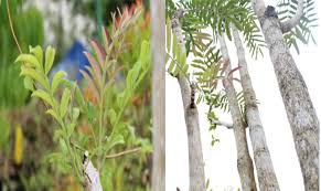 Jika diletakkan di pekarangan, tanaman jade ini layaknya menyambut kesuksesan tepat di pekarangan rumah untuk pemiliknya. Pohon Sungkai Disperkimtan