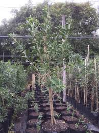 Image result for Allophylus natalensis