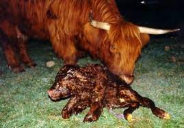 Bairnsley Highlands What To Expect When Cows Calve