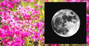 The flower moon is the second of two consecutive supermoons, so called because of its appearance around spring. Flipfact April 7 2020 What Is A Pink Moon Flipscience Top Philippine Science News And Features For The Inquisitive Filipino