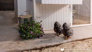 142 likes · 15 talking about this. Why Keep Pet Backyard Chickens