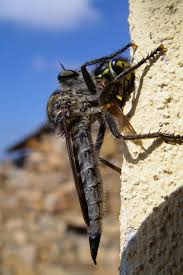 There appears to be some debate about this, and depends on whether we're talking flying or crawling. Entomophagy Wikipedia