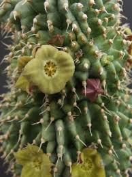 Image result for Hoodia currorii