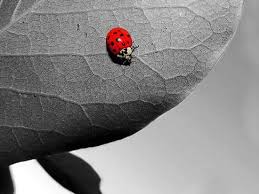 Black And Red Ladybug Meaning Pin By Vanja Rapaic On Cool Animals Red Photography Red Images Black And White Wallpaper