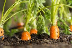 Pull unused carrots and place them in a. Can You Grow Carrots From Carrot Tops Gardenerdy