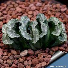 See full list on worldofsucculents.com Haworthia Truncata Var Truncata