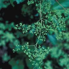 Image result for Lygodiaceae