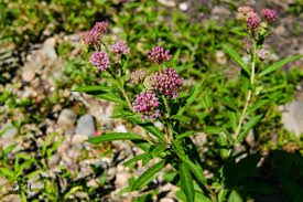 Image result for Asclepias graminifolia
