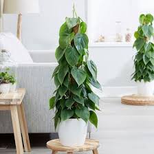 The heartleaf philodendron can grow exclusively in water to produce a glorious bush. 16 Types Of Indoor Philodendron Varieties Philodendron Scandens Philodendron Varieties Philodendron Plant