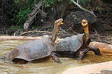 Galapagos Tortoise Wikipedia
