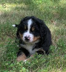 Use the search tool below and browse adoptable. Bernese Mountain Dog Puppies For Sale Jeffersonton Va 304166
