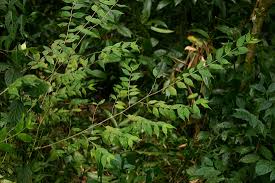 Image result for Rytigynia macrura