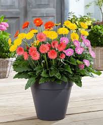 We did not find results for: Gerbera Garvinea Sweet Series Mix Bulb Flowers Modern Garden Landscaping Flower Pot Garden