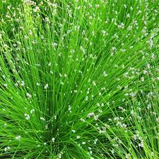 Image result for Isolepis