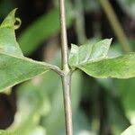 Image result for Lannea welwitschii