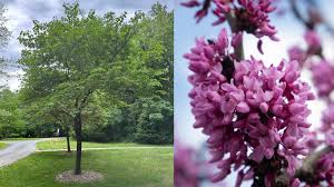 Image result for Cercis