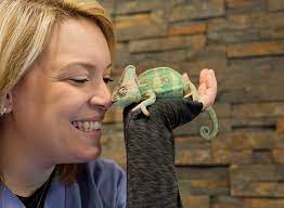 Veterinary clinics & hospitals pet services pet stores. Animal Medical Surgical Center Exotic Pet Care