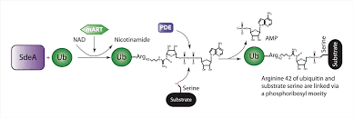 Mon désir d'être amp s'est construit au fil de mes expériences. Scene De Rencontre Romeo Et Juliette