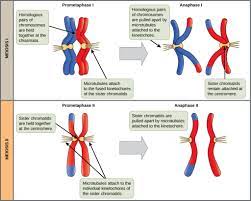 Meiosis Ii Biology For Majors I