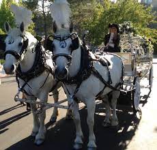Looking For Beautiful Horse Drawn Carriage We Have Them At Cindycinderellacarriages Com Wedding Carriage Horses Horse Drawn