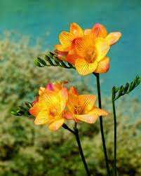 Giraffe Flamingo Amazing Flowers Beautiful Flowers Pretty Flowers