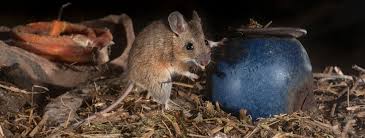 If you choose this route to kill mice, however, keep a supply of vitamin k1 around: What Kind Of Animal Is In My Attic