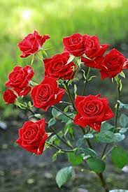 A rose is always beautiful, clear and suitable as a background background garden orange hd cute natural flowers green back ground attractive beautiful. Royal Paradise Garden Candy Red Rose Flower Plant Home Garden Plant 1 Grafted Rose Live Plant Amazon In Garden Outdoors