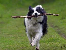 Pin By Rita Leydon On It S A Dogs Life Collie Dog Border Collie Puppy Training Border Collie Puppies