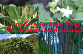 Pagar hidup merupakan sebutan untuk pagar yang dibentuk dari tanaman yang gunanya untuk pagar. 13 Jenis Tanaman Pagar Hidup Untuk Kebun Dan Manfaatnya Dosenpertanian Com