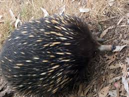 Folgend werden die typischsten tiere australiens aufgeführt, kurz beschrieben und intern verlinkt, sodass man bei interesse problemlos zum entsprechenden beitrag gelangt. Australien Tiere Lander Australien Goruma