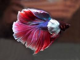 See more ideas about dumbo ears, betta, betta fish. Dumbo Ear Betta Male Aquafood