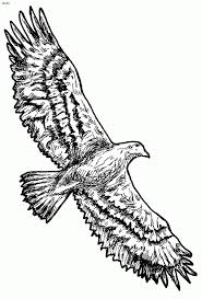 See also latest coloring pages, worksheets, mazes, connect the dots, and word search collection below. Flying Bald Eagle Coloring Page Novocom Top