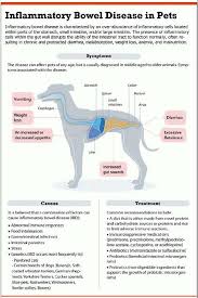 37 Ibd In Dogs Ideas In 2021 Diarrhea In Dogs Ibd Dogs