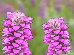 It perfectly embellishes the borders of your flower bed. How To Use Plants To Keep Mosquitoes Away 12 Steps
