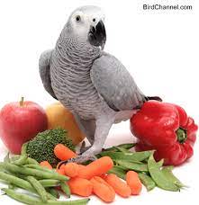 What Should I Feed My African Grey Parrot African Grey Parrot African Grey Parrot