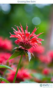 Pin On Gardening
