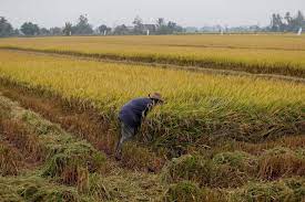 We did not find results for: Covid 19 Masyarakat Sektor Pertanian Teruk Terjejas