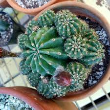 Maybe you would like to learn more about one of these? Echinopsis Rainbow Bursts Echinopsis Rainbow Bursts In Gardentags Plant Encyclopedia