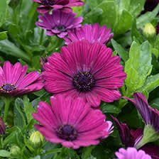 Image result for Nesogenaceae